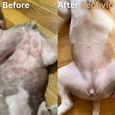 Renuvio-Luxury Liquid Collagen For Dogs